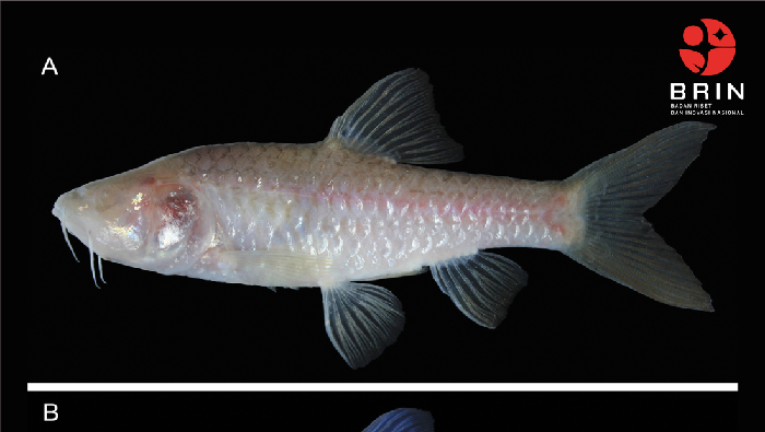 Ikan wader buta dari gua karst Bogor, Barbodes klapanunggalensis Ikan wader buta dari gua karst Bogor, Barbodes klapanunggalensis