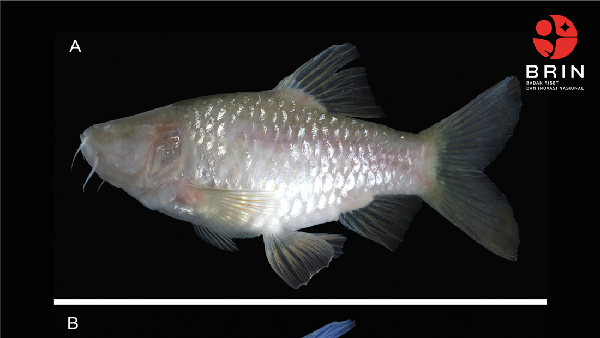 Potret Spesies Baru Ikan Wader Buta dari Gua Bogor: Barbodes klapanunggalensis