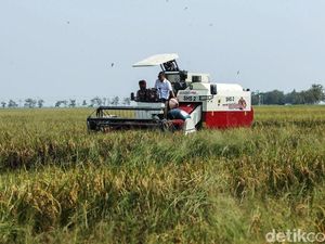 Live Panen Raya di Ngawi Akan Teguhkan #DemiIndonesia Mandiri Pangan