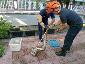 Sanca 2,5 Meter Panjat Pohon Dekat Faperta UGM Sanca 2,5 Meter Panjat Pohon Dekat Faperta UGM