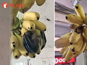 Pisangnya Dimakan Kelelawar, Toko Buah Ini Jadi Sorotan Pisangnya Dimakan Kelelawar, Toko Buah Ini Jadi Sorotan