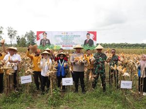 Polres Kediri Bersama Pemkab dan Mahasiswa Panen Raya Jagung