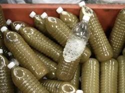 Pria Ini Didenda Rp 37 Juta, Usai Paksa Keponakannya Minum Jus Ketum demi Konten