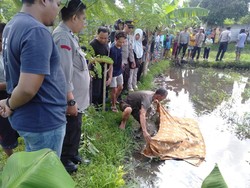 Terpeleset Saat Cari Siput, Lansia Tewas di Kolam Kangkung