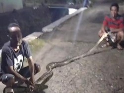 Ular Piton 4 Meter Ditangkap di Jimbung Klaten Usai Mangsa Ayam