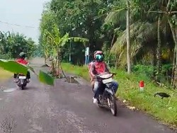 Warga Banyuwangi Tanami Pohon Pisang Jalan yang 5 Tahun Rusak Tak Diperbaiki