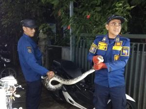 Damkar Evakuasi Ular Sanca 3 Meter Usai Mangsa Ayam Warga di Bogor Damkar Evakuasi Ular Sanca 3 Meter Usai Mangsa Ayam Warga di Bogor