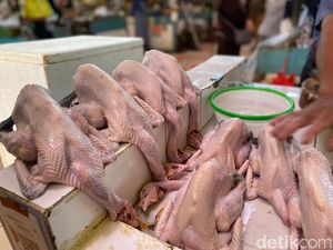 Kenali Perbedaan Ayam Negeri, Ayam Jantan hingga Ayam Kampung Kenali Perbedaan Ayam Negeri, Ayam Jantan hingga Ayam Kampung