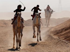 Melihat Festival Balap Unta Ismailia Mesir