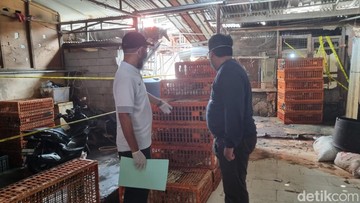 Terbongkar Praktik Curang Gelonggong Ayam Demi Cuan