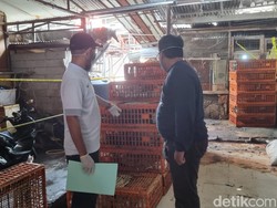 Terbongkar Praktik Curang Gelonggong Ayam demi Cuan