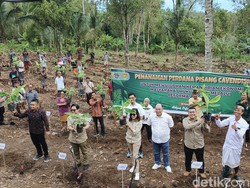 Jembrana Daerah Pertama di Indonesia Tanam Pisang Cavendish di Tanah Ulayat