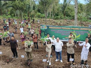 Jembrana Daerah Pertama di Indonesia Tanam Pisang Cavendish di Tanah Ulayat Jembrana Daerah Pertama di Indonesia Tanam Pisang Cavendish di Tanah Ulayat