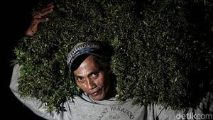 Potret Semangat Petani Sayur di  Babelan