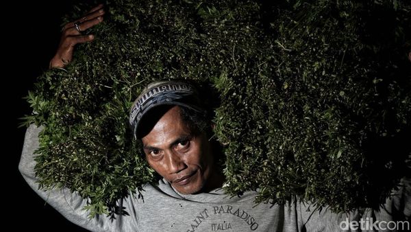 Potret Semangat Petani Sayur di  Babelan