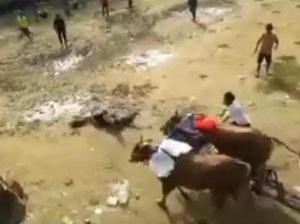 Viral Penjual Es Teh Terjungkal Nyaris Diseruduk Sapi Karapan di Bangkalan Viral Penjual Es Teh Terjungkal Nyaris Diseruduk Sapi Karapan di Bangkalan