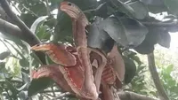 Jangan Mau Terkecoh dengan Deretan Foto Ini