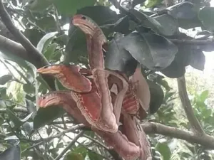 Jangan Mau Terkecoh dengan Deretan Foto Ini