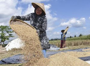 Petani Ngeluh ke Bupati Bone Gabah Tak Diangkut Bulog Petani Ngeluh ke Bupati Bone Gabah Tak Diangkut Bulog
