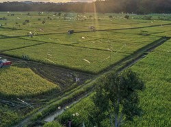 Menteri-Bupati Bahas Langkah Wujudkan Swasembada Pangan di #DemiIndonesia