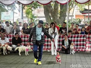 Melihat Aksi Menggemaskan Anjing di Denpasar Ikut Fashion Show Melihat Aksi Menggemaskan Anjing di Denpasar Ikut Fashion Show
