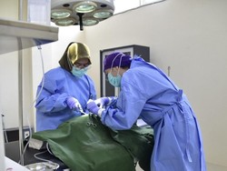 Puskeswan Surabaya Punya Fasilitas-Layanan Baru Hewan Ternak-Peliharaan