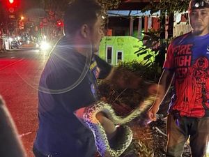 Ular Piton 2 Meter Muncul di Belakang Kantor Kelurahan Binanga Mamuju