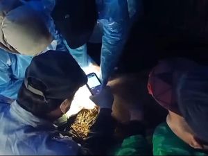 Babi Mati Terjangkit ASF di Tosari Pasuruan Bertambah, Tembus 170 Ekor Babi Mati Terjangkit ASF di Tosari Pasuruan Bertambah, Tembus 170 Ekor