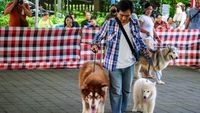 Puluhan Peserta Ikuti Kontes Anjing Sehat di Bali