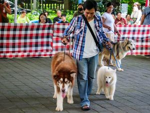 Puluhan Peserta Ikuti Kontes Anjing Sehat di Bali Puluhan Peserta Ikuti Kontes Anjing Sehat di Bali