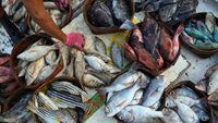 Awal Ramadan, Harga Ikan di Makassar Naik
