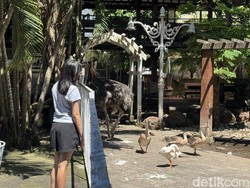 Sensasi Makan Bonus Pemandangan Aneka Satwa Ala Dapur Lokal Sanur