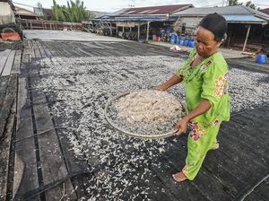 Melihat Penjemuran Udang Rebon di Tengah Anjloknya Tangkapan