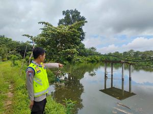 Buaya 3 Meter Masuk ke Kolam Ikan Warga di Musi Rawas Buaya 3 Meter Masuk ke Kolam Ikan Warga di Musi Rawas