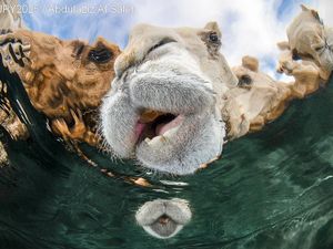 Terpukau dengan Karya Jawara Kontes Foto Underwater Photographer of the Year Terpukau dengan Karya Jawara Kontes Foto Underwater Photographer of the Year