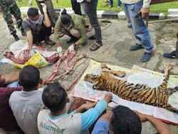 Harimau Dicincang-Dikuliti, BKSDA Riau Sempat Kirim Tim Penyelamat