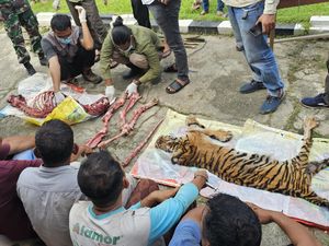 Miris! Harimau Terkena Jerat Babi di Rohul Dicincang, 6 Pelaku Ditangkap Miris! Harimau Terkena Jerat Babi di Rohul Dicincang, 6 Pelaku Ditangkap