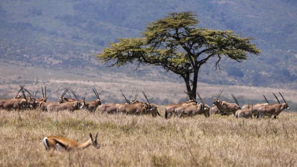 Hari Margasatwa Sedunia, Ruang Satwa Liar di Afrika Timur Menyusut