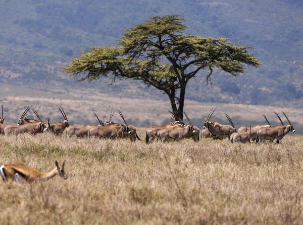 Hari Margasatwa Sedunia, Ruang Satwa Liar di Afrika Timur Menyusut