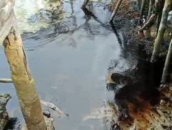 Viral Limbah Hitam Cemari Pantai di Bintan, Polisi Turun Tangan