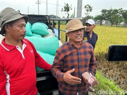 Petani Padi Ngawi Bersyukur Harga Gabah Dibeli Rp 6.500