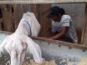 Susu Kambing Saanen yang Menyehatkan Susu Kambing Saanen yang Menyehatkan