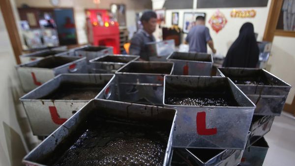 Produksi Cincau Meningkat untuk Kebutuhan Ramadan
