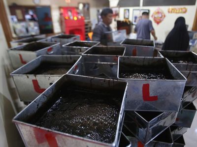 Produksi Cincau Meningkat untuk Kebutuhan Ramadan