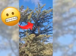 Viral Video Ular Piton Afrika Raksasa Merayap di Pohon Dikira Jerapah