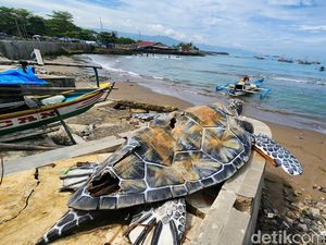 Tentang Penyu Kardus di Gadobangkong Sukabumi dan Anggaran Miliaran