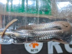 Bikin Panik! Kobra Mendesis di Pintu Kamar Warga Baran Klaten