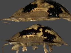 Dua Spesies Kumbang Kura-kura Baru Ditemukan di Sulawesi, Begini Penampakannya