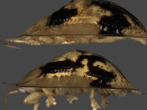 Dua Spesies Kumbang Kura-kura Baru Ditemukan di Sulawesi, Begini Penampakannya Dua Spesies Kumbang Kura-kura Baru Ditemukan di Sulawesi, Begini Penampakannya