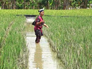 Terendam Banjir Bengawan Solo, Padi di Lamongan Terancam Gagal Panen